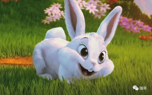 娱乐吃瓜酱 兔 圆 圆,揭秘兔圆圆的爆笑日常